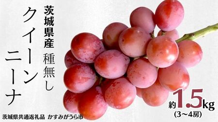 《 種なし 》 クイーンニーナ 約1.5kg 3～4房 (茨城県共通返礼品 かすみがうら市) ぶどう [DH008sa]