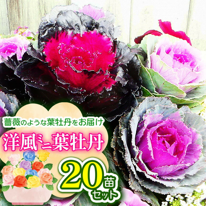 【ふるさと納税】 洋風ミニ葉牡丹セット◆葉牡丹の産地より薔薇のような葉牡丹をお届け◆20苗 | ミニ葉牡丹 牡丹 お花 花 葉牡丹 苗 ガーデニング ガーデン 兵庫県 上郡町
