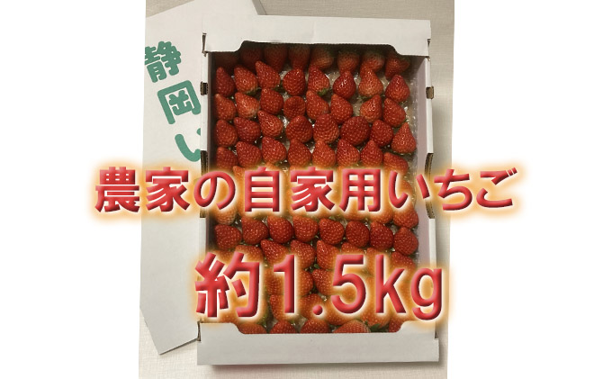 河津町産　農家の自家用いちご「紅ほっぺ」 約1.5kg 【いちご】特集