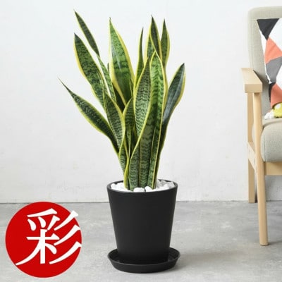 観葉植物 サンスベリア・ローレンティー 7号セラアート鉢 ブラック【配送不可地域：離島・沖縄県】【1707564】