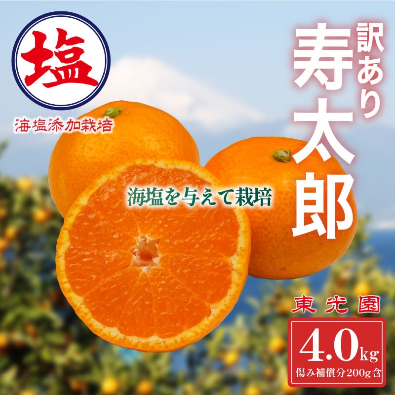 
                  海塩を与えて栽培した 寿太郎みかん 予約受付 1月中旬 順次発送 訳あり 寿太郎 みかん 計 4kg 傷み補償分 200g 含む 西浦 みかん 蜜柑 柑橘 オレンジ 果物 フルーツ 沼津市 静岡県
                