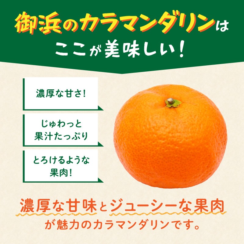 【2026年発送 先行予約品】