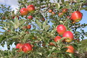 【ふるさと納税】6-012-506　りんご 5kg（2種～4種）【12月発送】　【果物類・林檎・りんご・リンゴ・果物・フルーツ・果物類・フルーツ】　お届け：12月に発送（収穫状況により、前後あり）