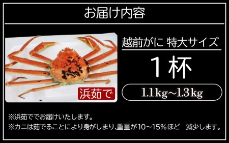 越前がに本場の越前町からお届け！越前がに 浜茹で 特大サイズ（生で1.1～1.3kg） × 1杯【1月発送分】【かに カニ 蟹】【福井県 越前町 雄 ズワイガニ ボイル 冷蔵 越前ガニ 越前かに 越前