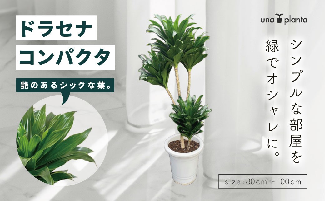 
                  観葉植物 ドラセナコンパクタ8号（約H80cm～100cm） / 秦野 神奈川 インテリア オシャレ 室内 南国感 鉢物 常緑低木  美しいフォルム ギフト 育てやすい
                