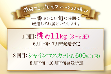 フルーツ 定期便 2回 山梨 旬な果物 お試しセット 桃 1.1kg(3～5玉) シャインマスカット 600g(1房) [斎庵 山梨県 韮崎市 20743913] フルーツ定期便 果物 くだもの 定期
