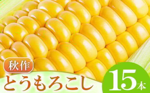 ［秋作］朝採れとうもろこし　15本【先行予約 朝採れ とうもろこし 15本 早期予約 期間限定 季節限定 お土産 野菜 やさい トウモロコシ】