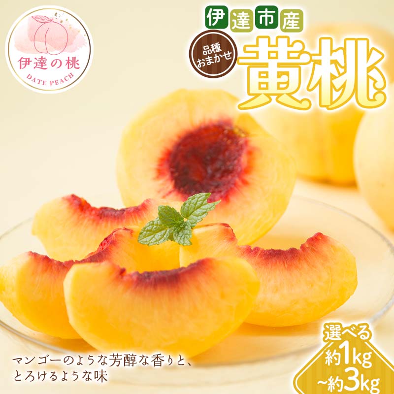 【ふるさと納税】＼選べる容量／【2026年出荷分先行予約】福島県 伊達市産 黄桃 品種おまかせ 約1kg・約2kg・約3kg 種まきうさぎ株式会社 伊達の桃 桃 フルーツ 果物 もも モモ momo F21C-291var