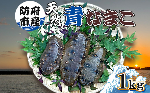 防府市産天然青なまこ1kg【1687984】