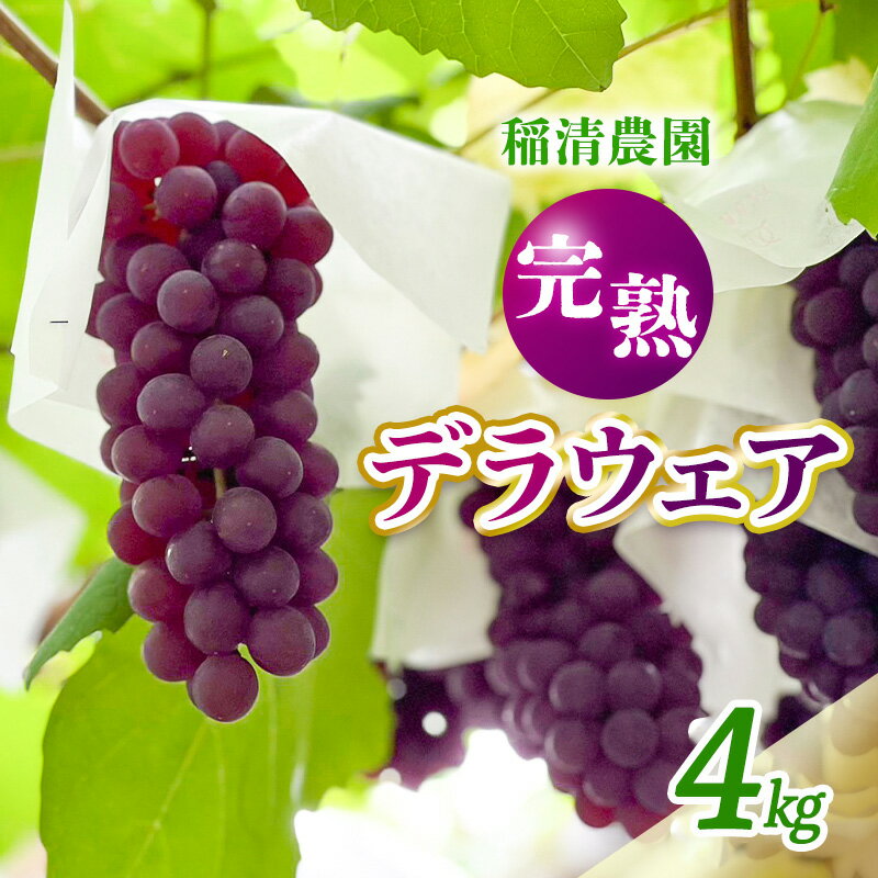 【ふるさと納税】【2025年先行予約】数量限定 デラウェア4kg（20房前後）6月下旬～7月下旬発送｜特選 期間限定 ぶどう 葡萄 フルーツ 果物 くだもの 人気 贈答用 ギフト 先行予約 種なし 旬 新鮮 家庭用 プレゼント 送料無料 贅沢 甘い　お届け：6月下旬～7月下旬発送