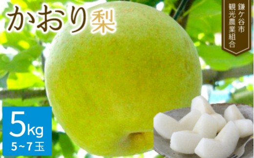 
                  【先行予約】 かおり 5kgかまがや育ちの完熟梨（観光組合）
                