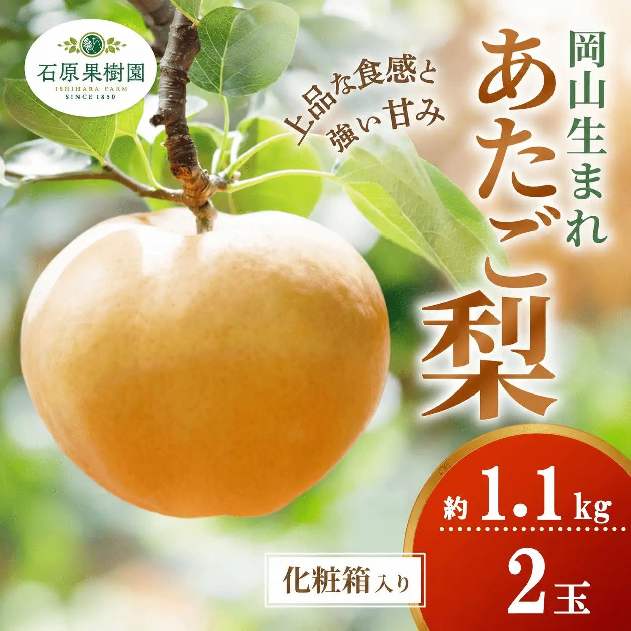 梨 あたご梨 約1.1kg玉2玉 化粧贈答箱 岡山県産 愛宕梨【ishk008-01】