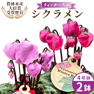 ふるさと納税 設楽町 愛知県産 シクラメン ウィンターベル  4号鉢×2鉢 2色セット マゼンタ×バイオレット 花 生花