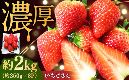 【2026年発送 先行予約】いちごさん 約2kg（約250g×8パック） / 佐賀県 / リフルット株式会社 [41ABAA004]