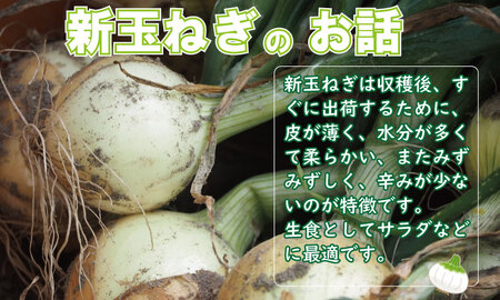 タマネギ（新玉ねぎ）なかはら農園 （5kg）サイズ2L～Mサイズ （たまねぎ、玉葱） A050-002