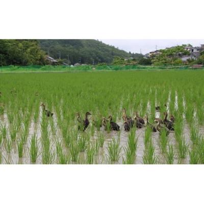 ふるさと納税 猪名川町 猪名川町産あいがも米・コシヒカリ(精米)約18kg |  | 02