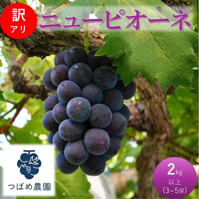 2026年 早期受付 ぶどう 訳あり ニューピオーネ 2kg以上(3～5房) 数量限定 岡山県 高梁市産