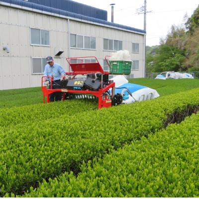 ふるさと納税 掛川市 【産地直送】お茶農家が普段使いで飲むお茶　1番茶100%深蒸し掛川茶100g×11袋　合計1.1kg |  | 01