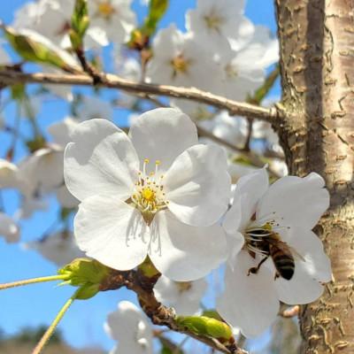 ふるさと納税 滝沢市 非加熱はちみつ　春の百花(さくら)60g×4本 |  | 01