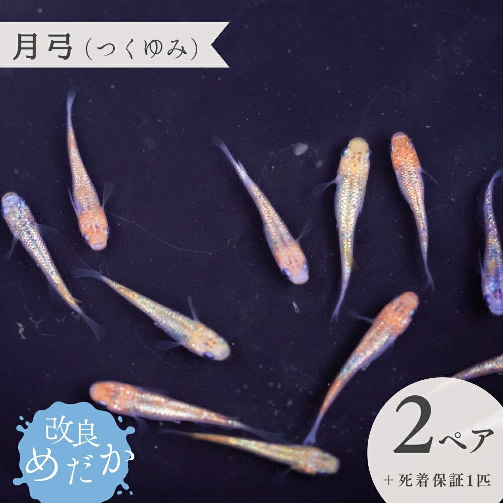 【ふるさと納税】改良めだか ［ 月弓 （ つくゆみ ） ］(2ペア＋死着保証1匹） めだか メダカ めだか屋らん メダカ飼育 めだか飼育 観賞用