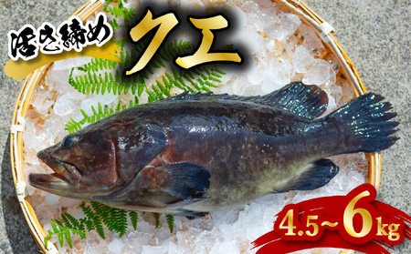 クエ 活き締め 4.5～6kg 本クエ くえ アラ 鮮魚 クエ鍋 高級 高級魚 産地直送 冷蔵 養殖 国産 九絵