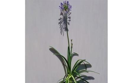 緑の力で地球を元気に!＜アガパンサス紫花＞15cmポット 高さ30cm前後 単品