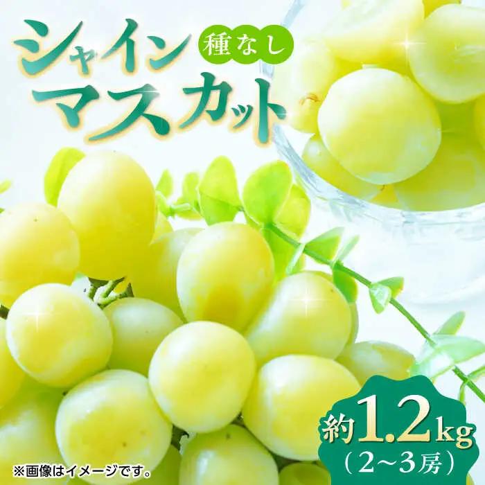 【先行予約】シャインマスカット 約1.2kg（2から3房） ぶどう 種なし  熊本 くまもと 九州 皮ごと  【合同会社 福福堂】[ZCN006]