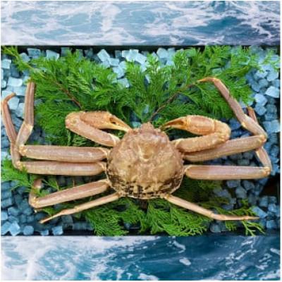 ふるさと納税 若桜町 【活き】ご自宅用松葉ガニ　大　1枚(800〜940g前後)