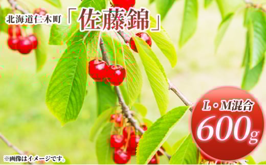 [先行受付] 北海道 仁木町産 サクランボ 佐藤錦 600g （300g×2） L・M混合 果物類 果物 くだもの フルーツ さくらんぼ チェリー 旬の果物 [松山商店]