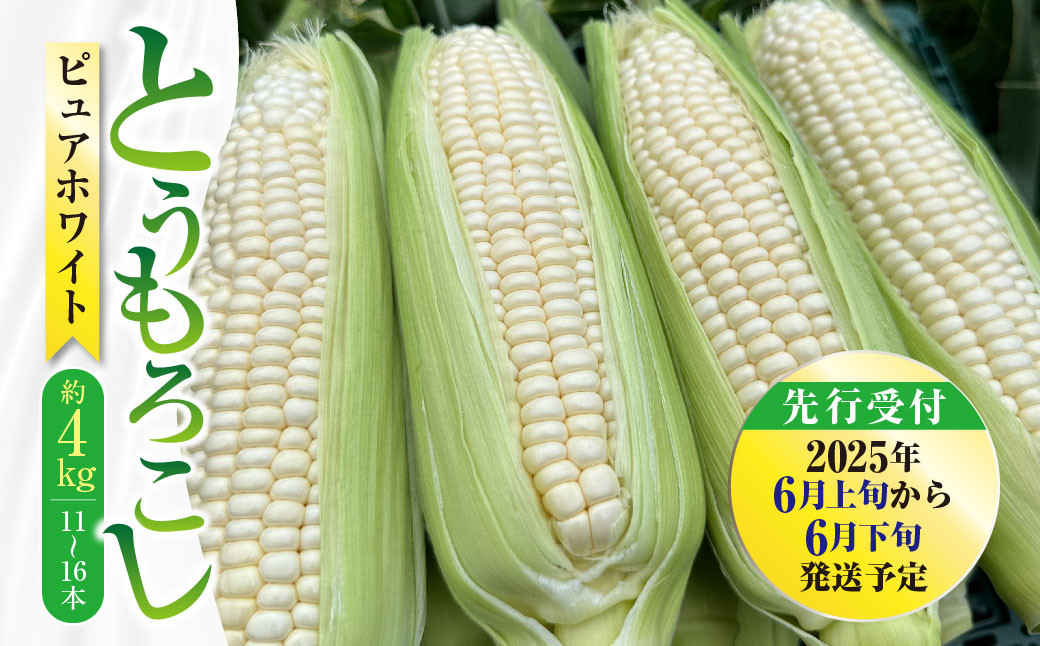 
            【先行受付】 とうもろこし ピュアホワイト 約4kg （11～16本） 【2025年6月上旬から6月下旬発送予定】 トウモロコシ 白いとうもろこし 白いスイートコーン コーン 野菜
          