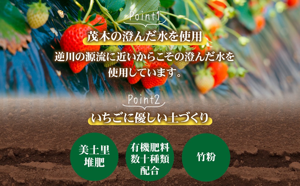 いちご イチゴ 苺  ストロベリー とちおとめ いちご イチゴ 苺  ストロベリー とちおとめ