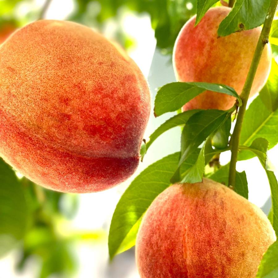 ＜晴れの実り。とかちもも＞温室栽培白桃”はなよめ”【優品】1.5kg（6～8玉）