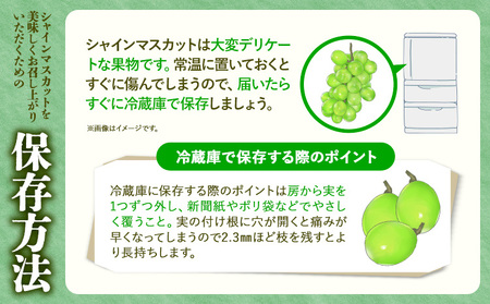 【先行予約】マスカット シャインマスカット 朝採り シャインマスカット 約4kg 5～8房 前田果樹園《8月下旬-9月末頃出荷》熊本県 荒尾市 旬 果物 フルーツ デザート ふるーつ ますかっと しゃ