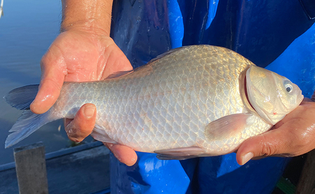 佐屋川　へらぶな釣り感謝券1500円 体験チケット 体験型 フィッシング 釣り体験 アクティビティ お出かけ レジャー 