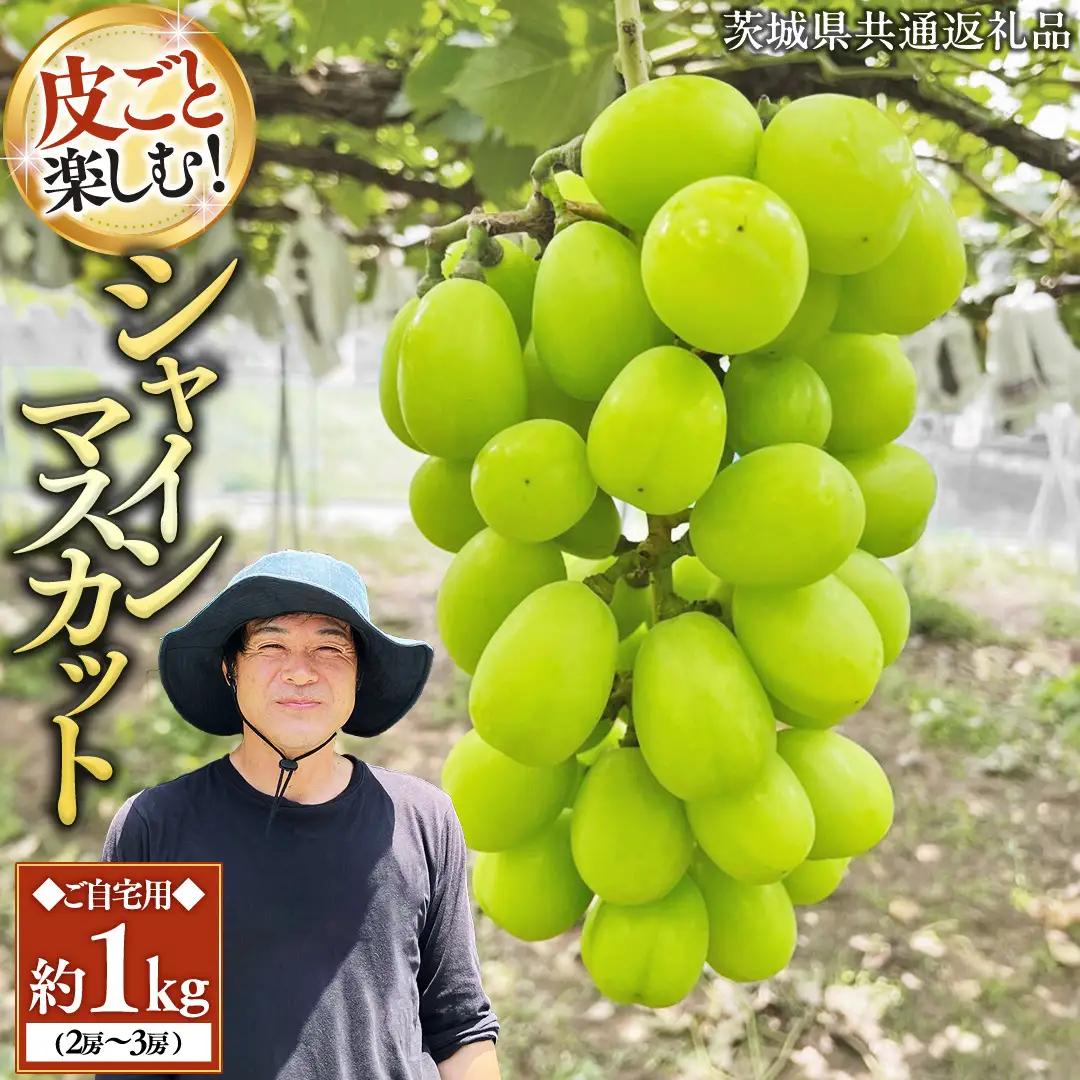 シャインマスカット ご自宅用 約 1kg  ( 1房 ～ 3房 ) ( 茨城県共通返礼品 かすみがうら市 ) マスカット 葡萄 ぶどう ブドウ 歯ごたえ 甘み 香り 鈴木農園 [ED005sa]