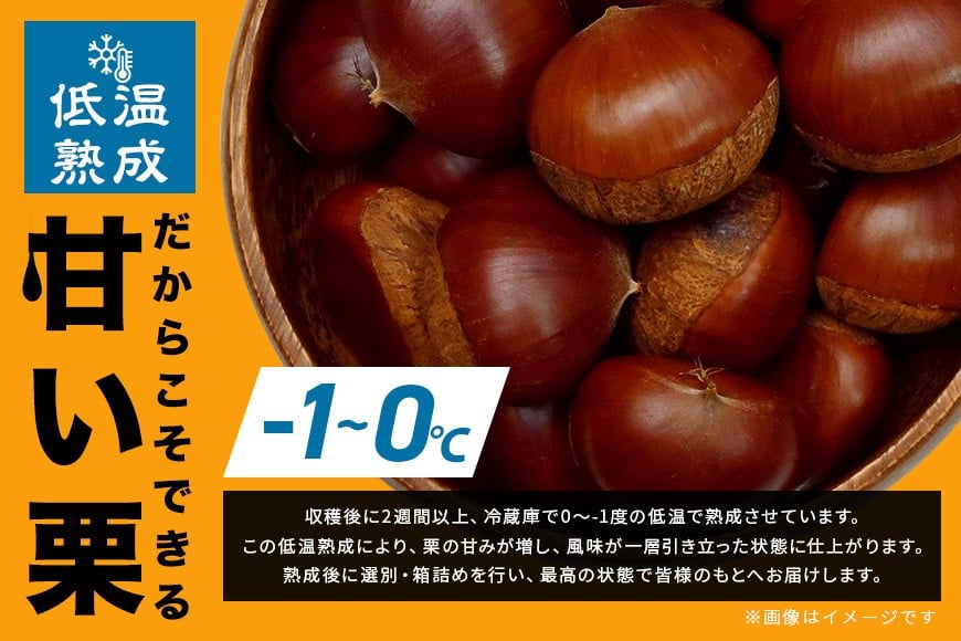 【2026年先行予約】 熟成 生栗 栗 2kg 3L 以上 特大 数量限定 国産 和栗 くり クリ スイーツ 果物 フルーツ 栗きんとん モンブラン 栗ご飯 栗ごはん 秋 旬 低温熟成 ギフト プレゼ