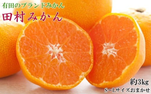 【ブランドみかん】田村みかん約3kg(S.M.Lサイズおまかせ・秀品)※2026年11月下旬～2026年12月下旬頃に順次発送 / みかん 果物 柑橘 有田みかん ミカン オレンジ 和歌山【tecj1034】