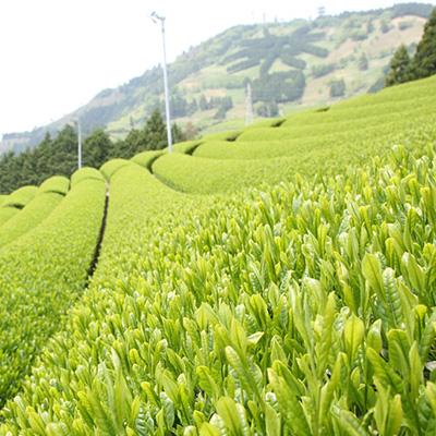 ふるさと納税 掛川市 世界農業遺産「掛川深蒸し煎茶」粉砕スティック 20P×5箱 |  | 03