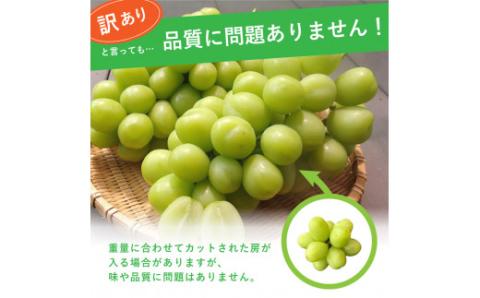 ＜セット品＞ 朝採れ 新鮮 とうもろこし（ゴールドラッシュ）７本 ＆ シャインマスカット １kg ご家庭用