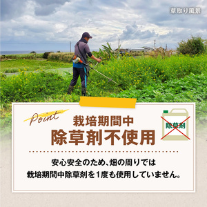 【2026年先行予約】前原さんの特選 じゃがいも ゴールド 8kg＆くりかぼちゃ 2玉 C062-T04 かぼちゃ 南瓜 先行予約 先行受付 予約 特選ジャガイモ 野菜 やさい パンプキン 栗かぼちゃ