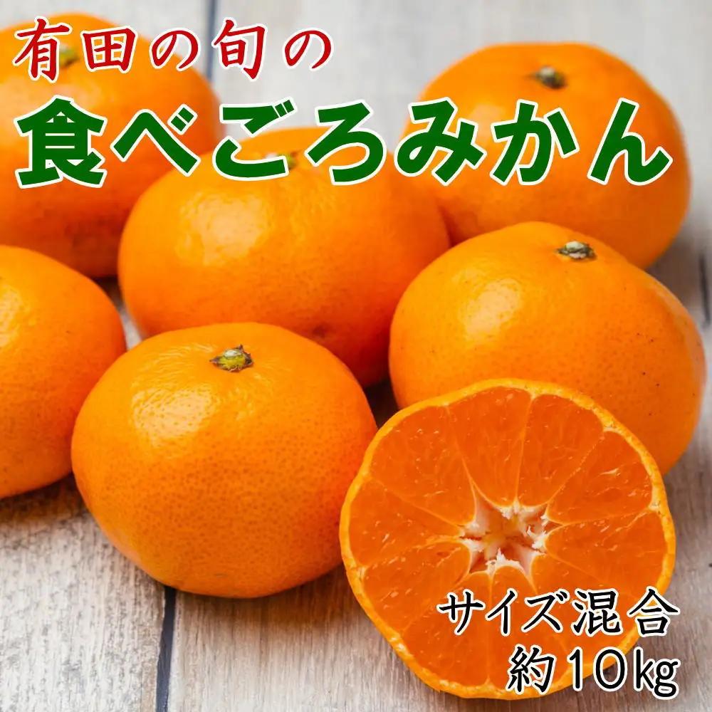 有田の旬の食べごろみかん約10kg（サイズ混合）（秀・優品混合）★2026年11月下旬頃より順次発送