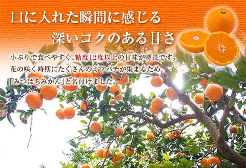 先行受付 数量限定 みつばちみかん 計3kg以上 傷み補償分付き 期間限定 フルーツ 果物 果汁 糖度 くだもの みかん ミカン 柑橘 オレンジ 国産 食品 デザート おやつ おすすめ 産地直送 おす