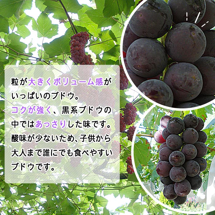 ＜旬のブドウ　西予市産　藤稔　約2kg＞ 果物 フルーツ ぶどう 葡萄 ふじみのり 大粒 季節限定 りの果樹園 愛媛県