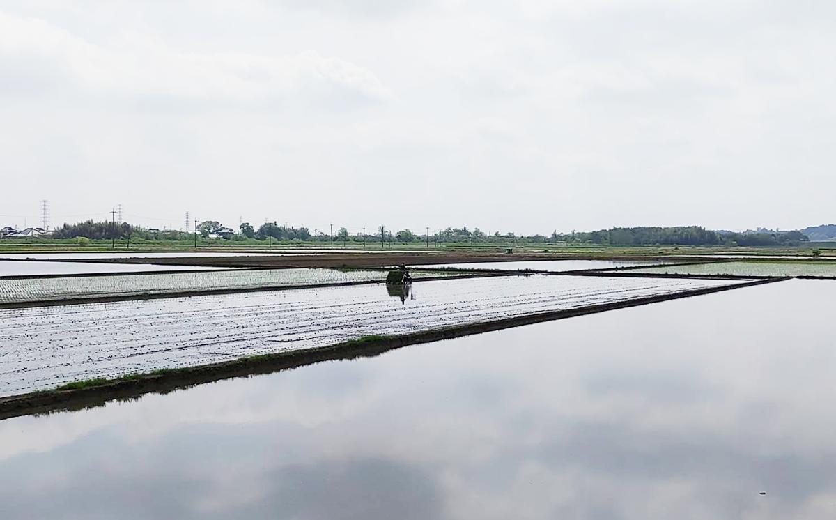 【お米定期便】令和7年産 市左衛門農場コシヒカリ10kg ×6回【 米 こめ こしひかり コシヒカリ ご飯 白米 精米 定期便 60kg 令和7年産 茨城県 つくば市 】