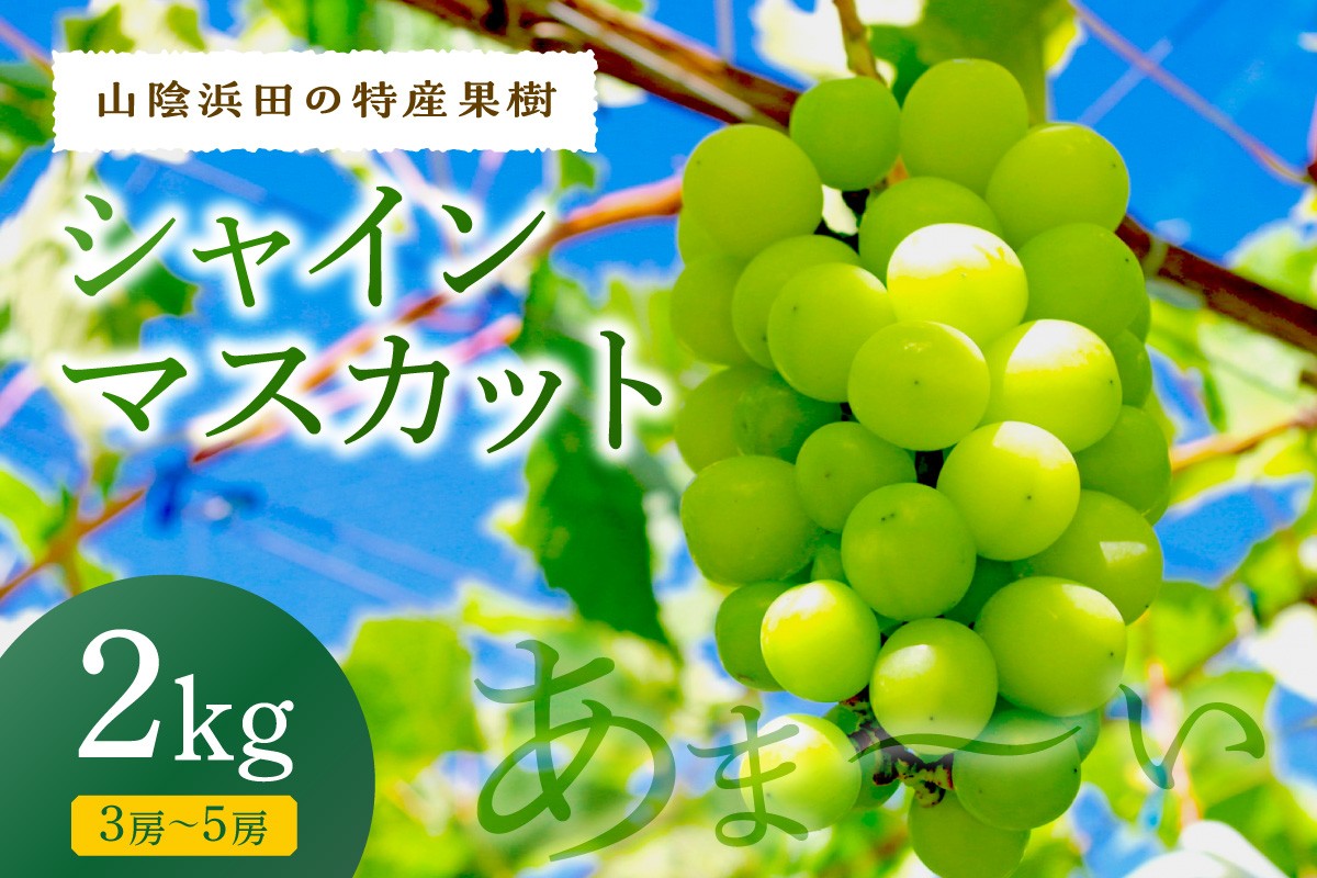 
                  【先行予約】【2026年産】山陰浜田の特産果樹「シャインマスカット」2kg＜8月下旬から発送開始予定＞ 【010_1946】
                