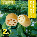 【ふるさと納税】【 予約受付中・2024年9月頃より順次発送 】 鳴門特産れんこん 「シャトーブリアン」 詰め合わせ 約2kg ｜シャキシャキ 柔らか 貴重部位 産地消滅 応援 蓮根 レンコン