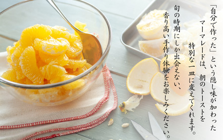 マーマレード用 夏みかんセット　【 柑橘 夏みかん ジャム 】