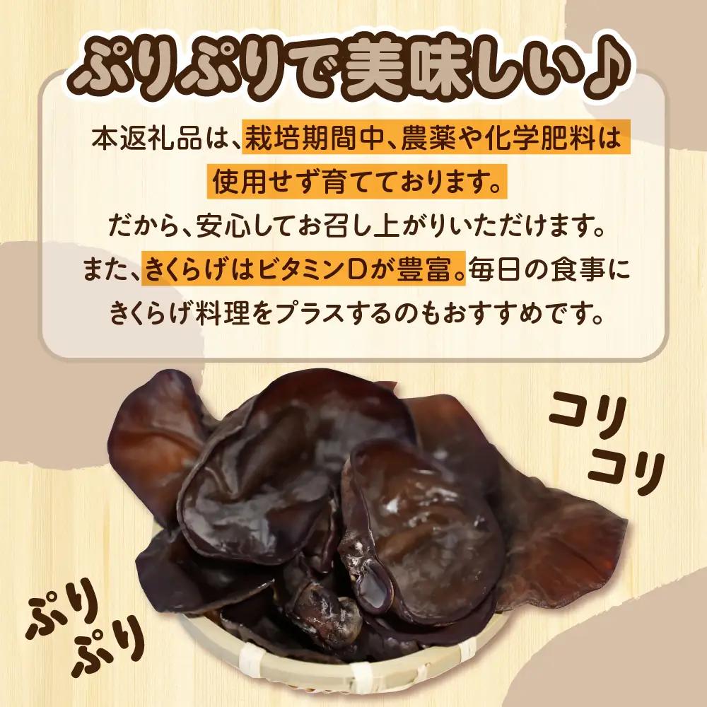 きくらげ 1kg (500g×2袋) 国産生キクラゲ木耳青森県五所川原市
