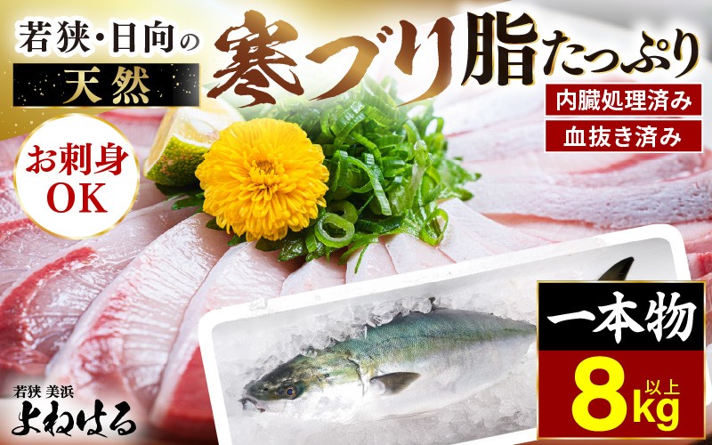 
                  美浜町日向産 天然寒ブリ（8kg以上）一本物 内臓処理 血抜き済みの鮮度抜群 天然寒ブリ【 ぶり 鰤 刺身 フィレ 切り身 海鮮丼 ぶりしゃぶ 照り焼き  ぶり大根 冬の旬 真空パック 丸ごと1尾 部位ごと 1匹まるごと 冷凍 美浜 ひるが】 [m17-l001]
                