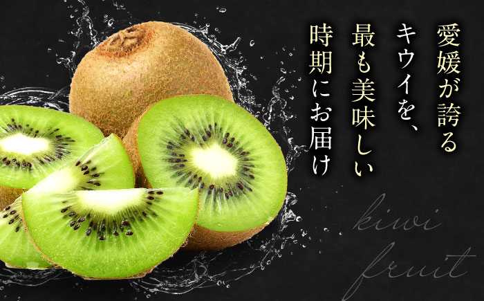 【先行予約】【2026年2月中旬から順次発送】【期間・数量限定】食べ応え抜群！愛媛県産　キウイフルーツ 赤秀4L大玉サイズ （16玉入り） フルーツ キウイ キウイフルーツ デザート 愛媛県大洲市/愛